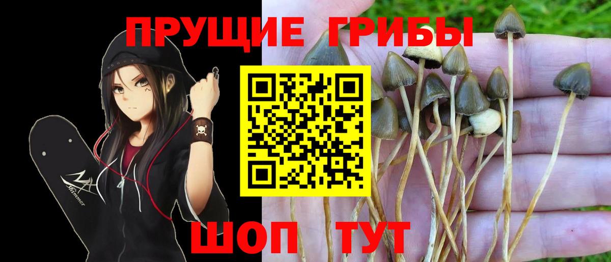 Псилоцибиновые грибы прущие грибы Дубна